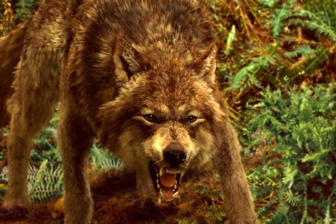 new_moon_wolf.jpg