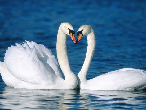 swan_photo.jpg
